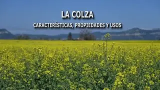 La colza, características, propiedades y usos