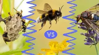 Bee vs. Wasp vs. Hornet: What’s the Difference?
