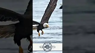 Eagle gracefully swallows fish whole while flying.