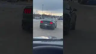 Spotted Mustang Mach 1