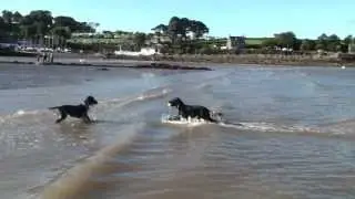 Pippa and Tilly having fun at Traeth Bychan