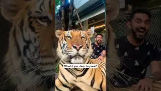 Close Tiger Encounter 🫣🐅 