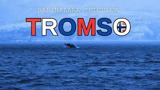 Balinalara Yolculuk - Tromsø