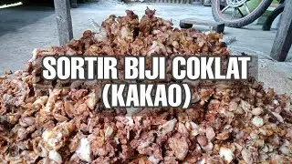 Daily Vlog Keluarga Petani KAKAO Dari Panen Hingga Proses Sortir Biji KAKAO
