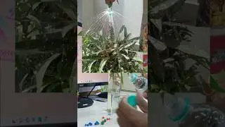 reuse bisleri bottle for watering to plant #bottleart #reuseofbottle #reuseidea #reusebottle