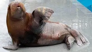 Даже морж качает пресс и отжимается!