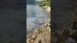 Такое редко увидишь: огромное скопление медуз возле берега