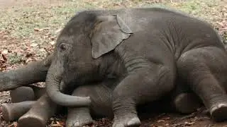 The Elephant's Child - Read Aloud
