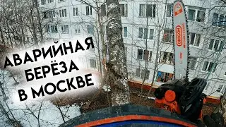 Удаление аварийной березы в Московском дворе