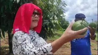 Avocado Alde - Mulai ada 2 buah yang di petik, 😀😀🥳🥳