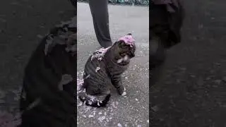 как хороша сакура ... и кот #cute