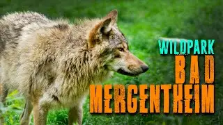 Wildpark | Vlog #011 | 2021 #wildpark #vlog #deutsch