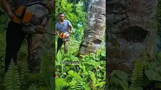 tricks to cut down a big coconut tree casually