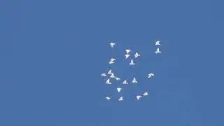 начало полёта Будапештских высоколётных голубей 05 12 2020г