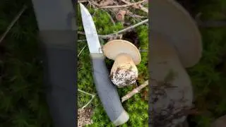 Boletus Edulis 