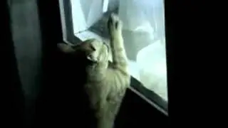 The cat wants to open the fridge