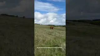 Went for a hike to test the #iphone14promax 🐮 #iphone #shorts