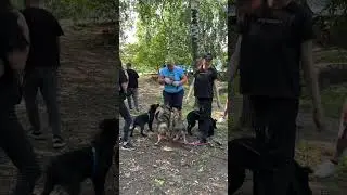 Малыши рады угощениям 😋 #shortvideo #собака #shorts #youtubeshorts