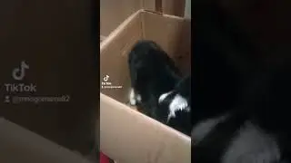 Новости из дома. Малыш растёт, ест и спит! 🐐