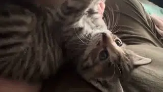 kitten playtime ! #kitten #kittenplaytime  what to name her? 