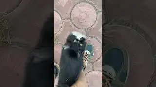 #котэ