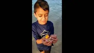 Went Kayaking and found live sand dollars, sea snails, and star fishes