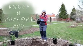 Selecting and planting roses