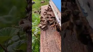 Пасека, плотность пчёл на улей лютая.