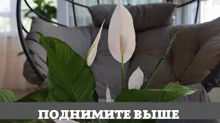 Спатифиллум, Поднимите Выше Розетки