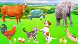 Cute little animals - Dog, cat, chicken, elephant, cow, tortoise - Animal sounds