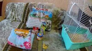 Крыски и немного покупок