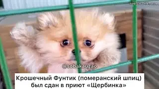 Крошечного Фунтика щенка шпица хотели сдать в приют «Щербинка». Проект Собака Юзао