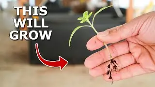 10 Seed Starting Hacks You Must Know