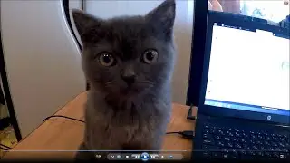 Котенок Марсик. Как живет, что кушает...