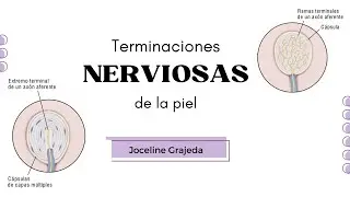 Terminaciones nerviosas de la piel | Histología de Ross