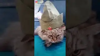 Катюша 2.0 (снимал я)