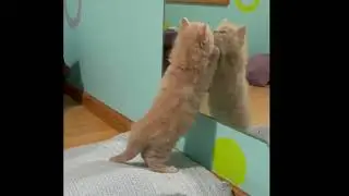 Kitten admiring himself in the mirror