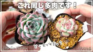 [Succulents] Introduction to spring succulents [Gardening]