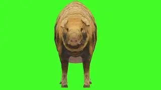Green Screen Background Correcter In pig #idleA  front Side #animation #video  #youtube #greenscreen