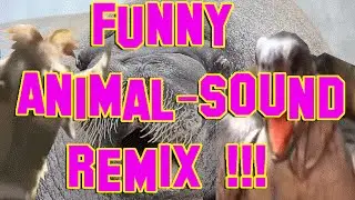 funny animal noises (Remix)