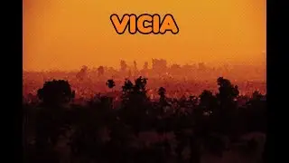 Ozbay - Vicia