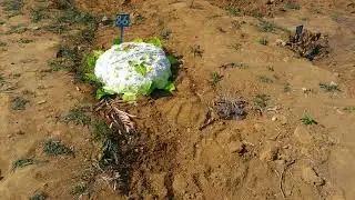 visita de rotina cemitério maruipe.
