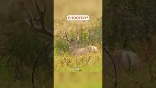 Would you take this buck? 