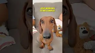 Te INVITO a mi CUMPLE🎉🎂 #dachshund #perrosalchicha #teckel