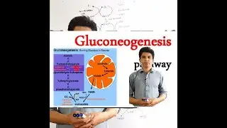 GLUCONEOGENESIS || GLYCOLYSIS || GLYCOGENESIS || GLYCOGENOLYSIS || complete DETAIL