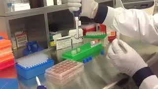 Altogen Biosystems In Vitro MRC-5 Transfection Tutorial