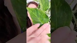 Massive Plant Haul!! 🌿 Part 2 The Knotted Finds #unboxing #plantmail #pothos