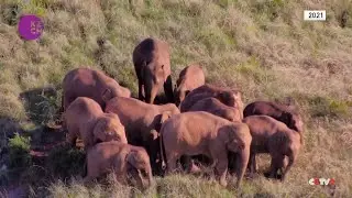 Elephant Family Thrives After Returning to Southwest China's Habitat
