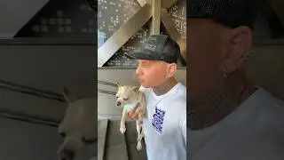 Поиск Могилы | Чихуахуа ✞ Уборщик  могил ✞ Твоя Душа ✞#уборкамогил #чихуахуа #россия