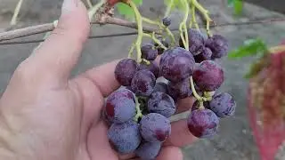 НОВИНКА!!! ГФ Винограда БИНГО БОНГО (КАЛУГИН В.М.). ТЕЛ: 8989 538 12 89 (Ватсап,Телеграмм).